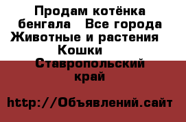 Продам котёнка бенгала - Все города Животные и растения » Кошки   . Ставропольский край